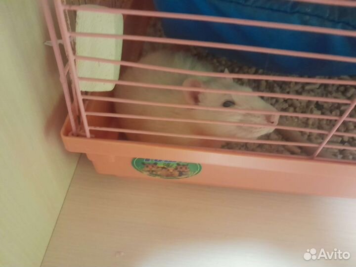 Крысы с клеткой