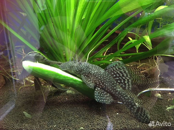 Сомы анциструсы(прилипалы, чистильщики)