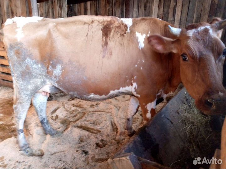 Козы и козлы и корова