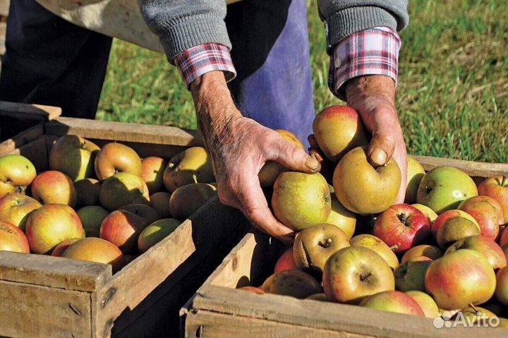 Вахта Сборщик яблок