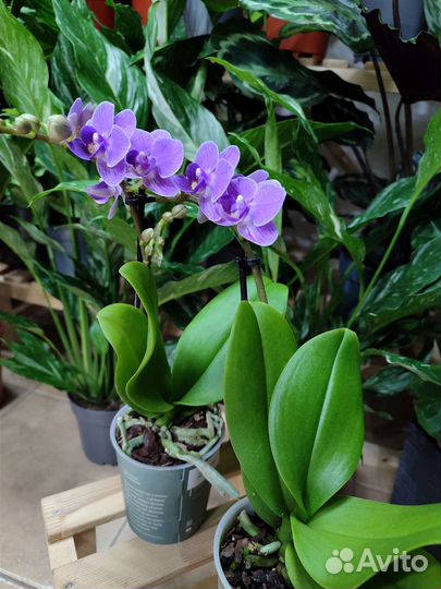 Орхидея фаленопсис Violet Queen