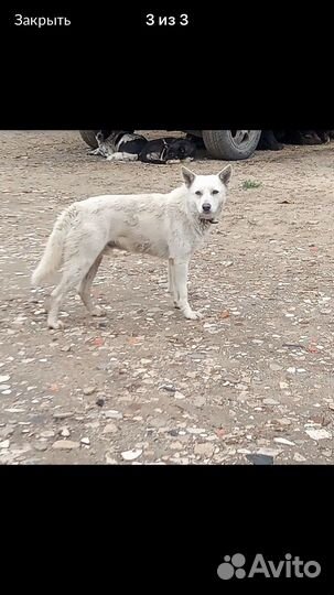 Собака - пес, в добрые руки Ошейник с брелком