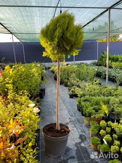 Туя Ауреа Нана штамб