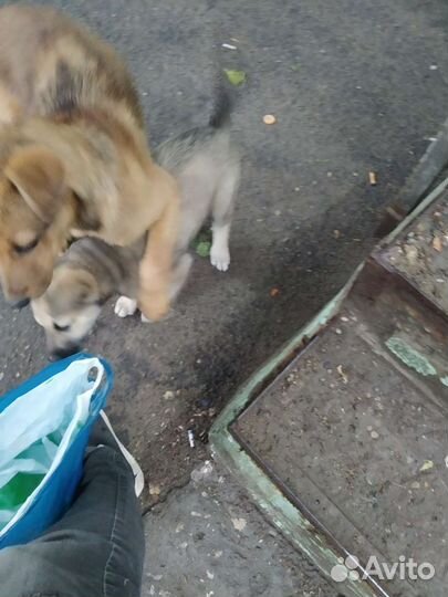 Обаятельная кроха