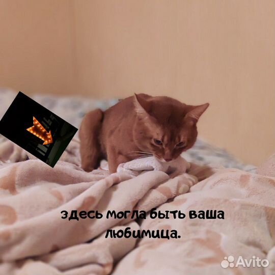 Вязка с абиссинским котом