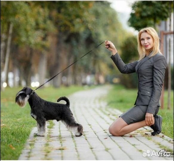 Услуги профессионального хендлера