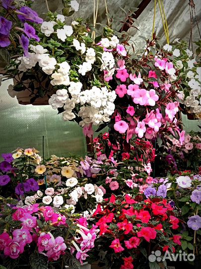 Ризомы ахименесов