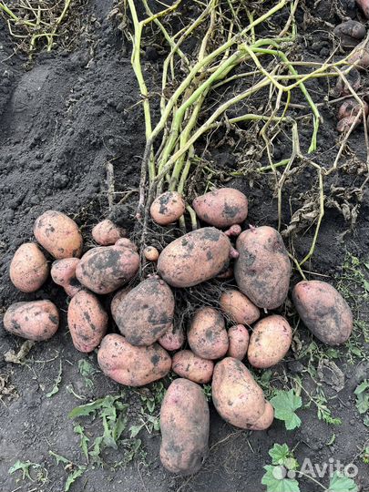 Сынок Семена картофеля