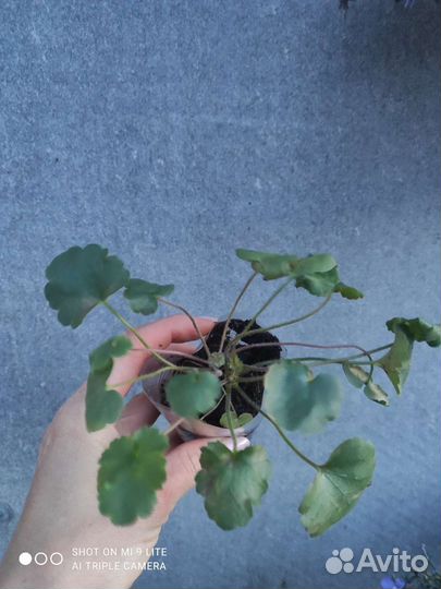 Гейзера многолетняя