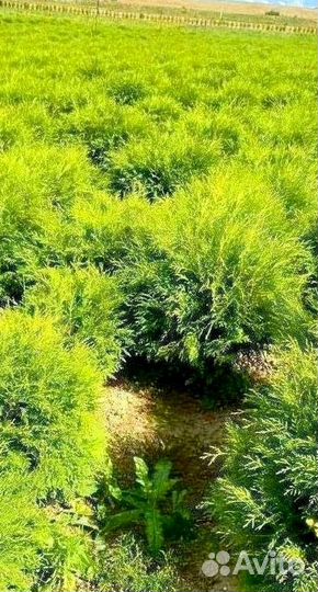 Туя вудварди оптом из питомника