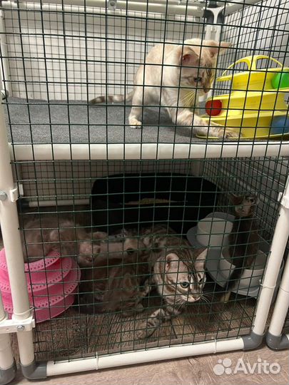 Вольер для котят и кошек OctCat модульный