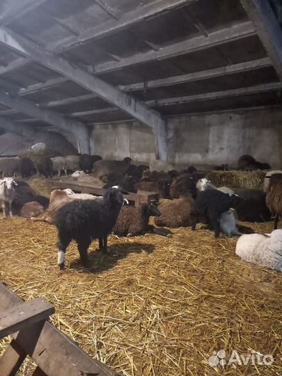 Овцы бараны ягнята