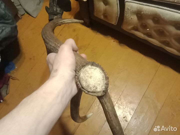 Рога оленя