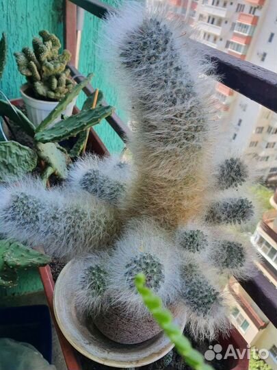 Кактус,хавортия,хлорофитум