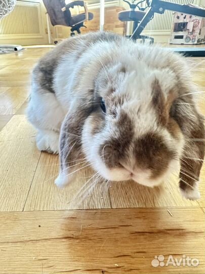 Карликовый кролик