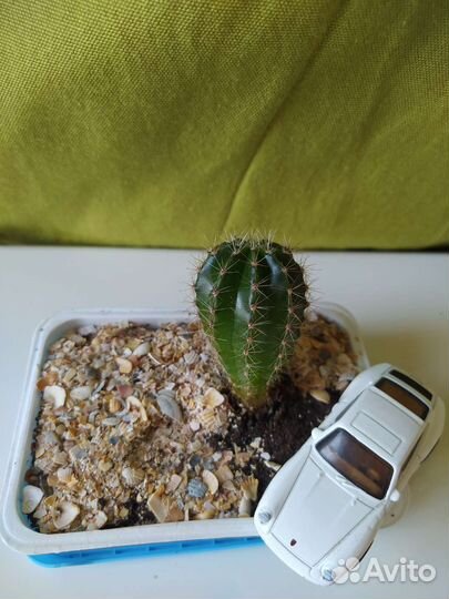 Кактус