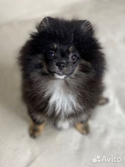 Купить шпица в питомнике. Черные щенки шпица