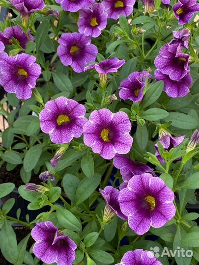 Калибрахоа