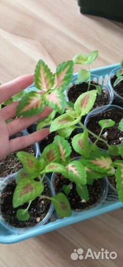 Рассада цветов