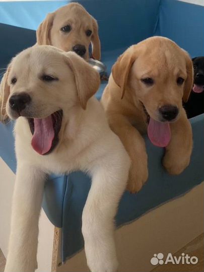 Лабрадор ретривер