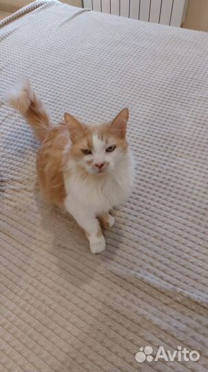 Котики в добрые руки