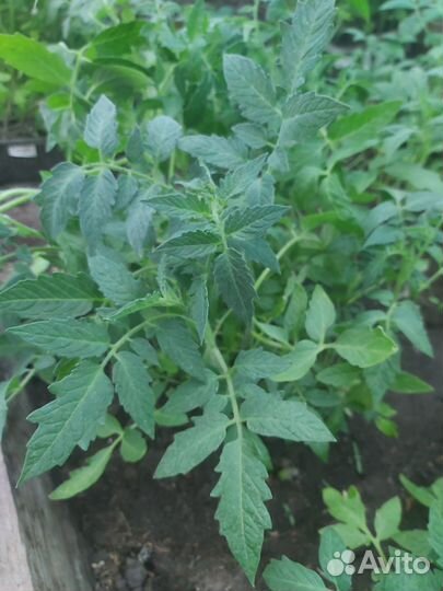 Томаты. Помидоры. Рассада