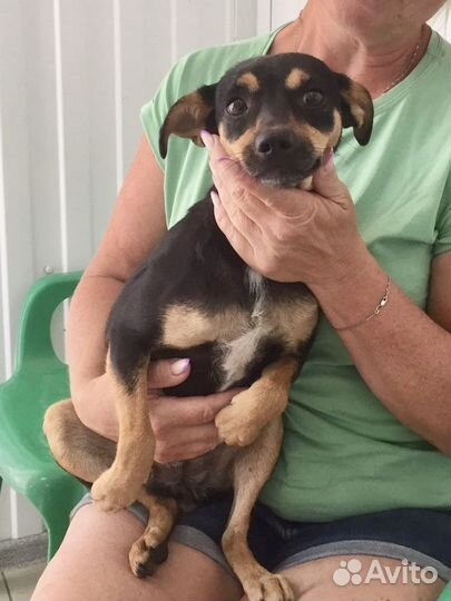 Собачка Жуля, 1 год