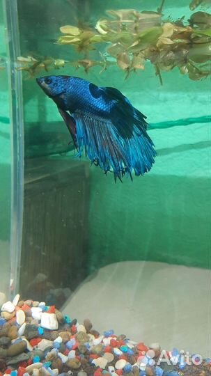 Рыба петушок