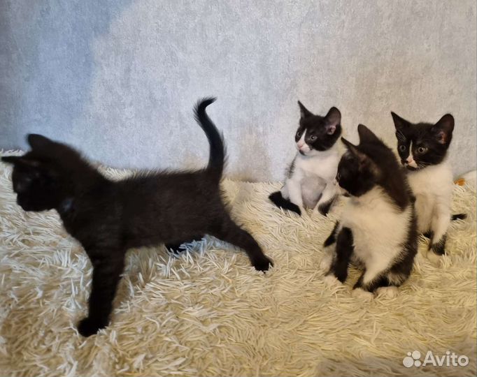 Котята в добрые руки