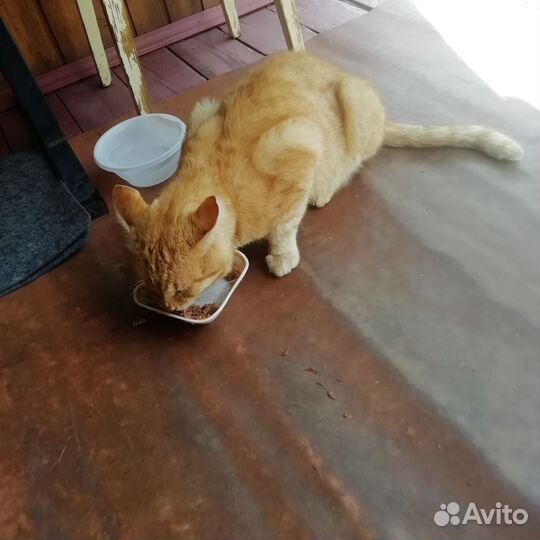 Котик ищет дом