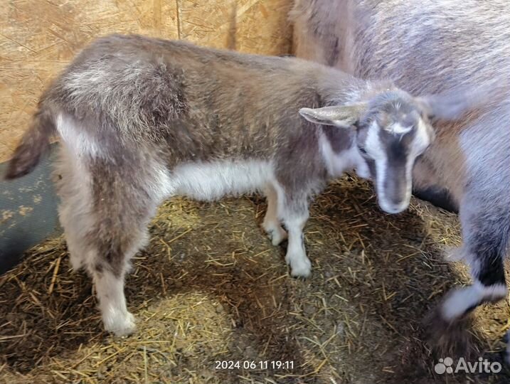 Коза нубийская