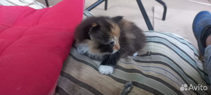 Отдам котенка только в добрые руки