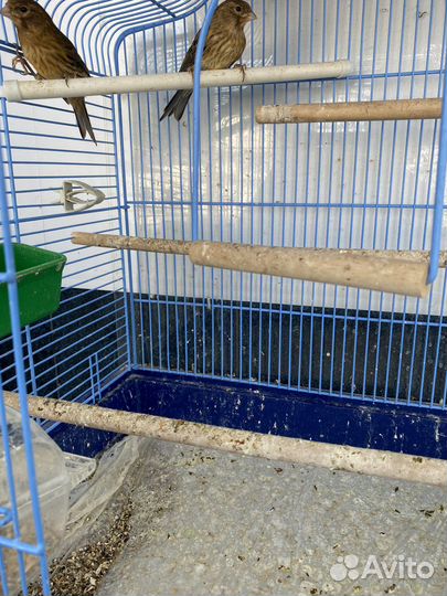 Кенара и канарейки