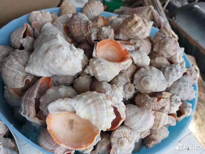 Улитка.ракушка морская.рапан