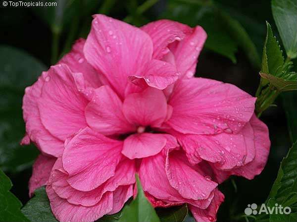 Гибискусы Голландские