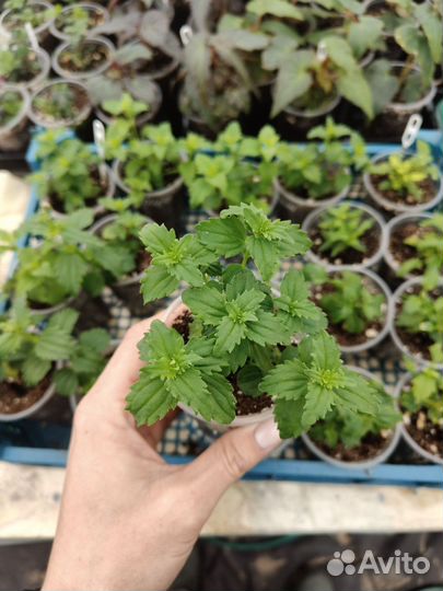 Немезия вегетативная