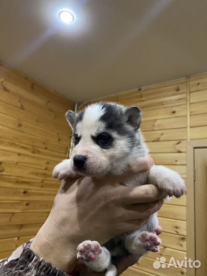 Сибирский хаски