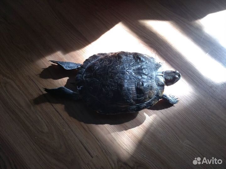 Отдам бесплатно любителям черепах