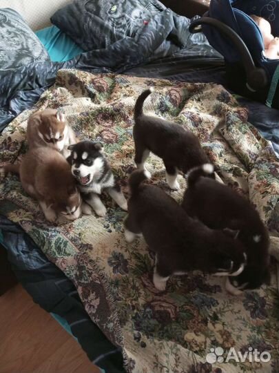 Сибирский хаски