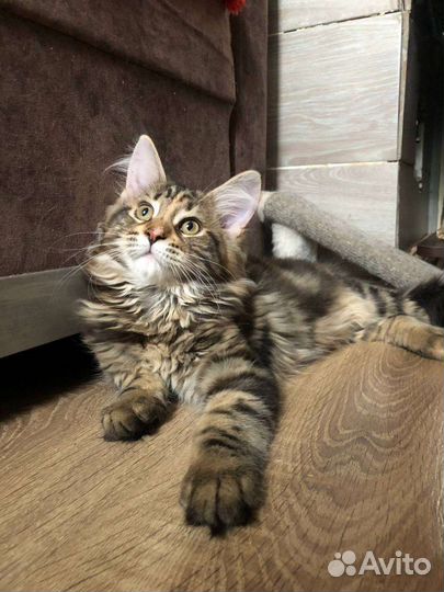 Котята мейн-кун