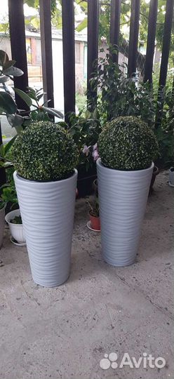 Комплект, кашпо+круглый куст дооговечные