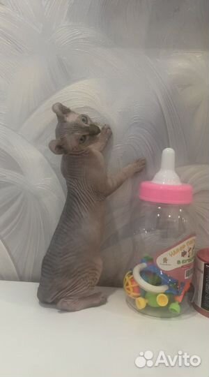 Канадский сфинкс