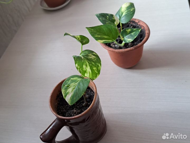 Сциндапсус(эпипремнум) золотистый