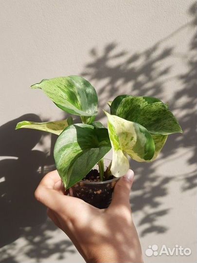 Сциндапсус хэппи лиф