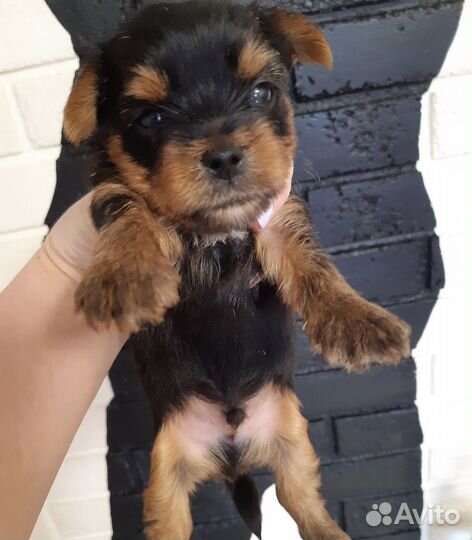 Йоркширский терьер щенки