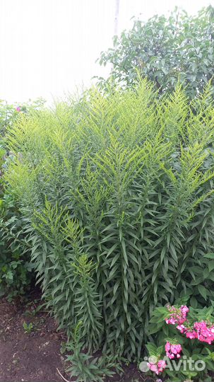 Золотарник (Северная Мимоза)