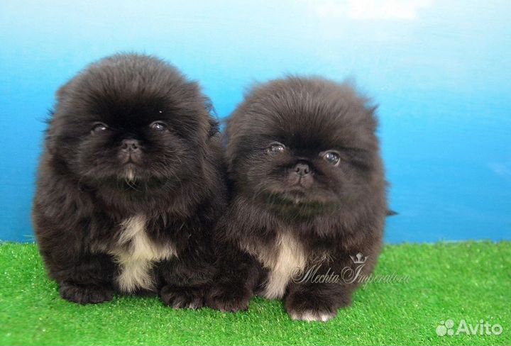 Щенки пекинеса