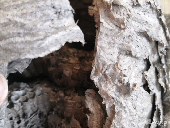 Гнездо осиное природный материал