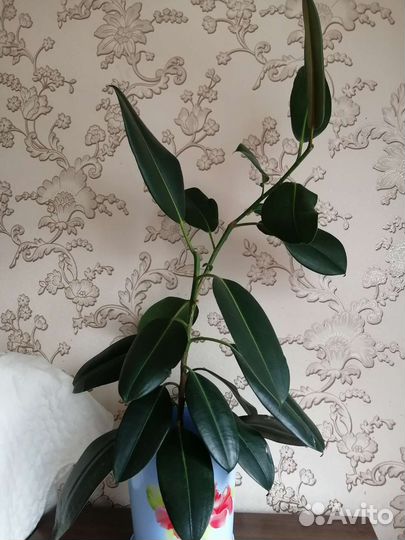 Фикус каучуконосный с горшком