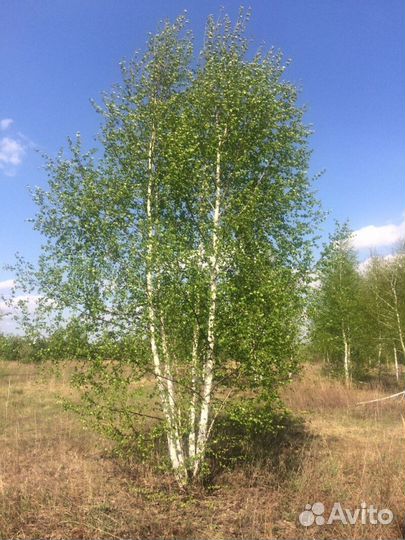 Береза пушистая Высота от 300см